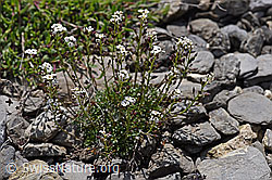 Alpen-Gämskresse (Hornungia alpina) (05.2020, F166793)