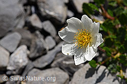 Silberwurz (Dryas octopetala) (F166797) Silberwurz (Dryas octopetala) (F166797)
