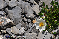 Silberwurz (Dryas octopetala) (F166799) Silberwurz (Dryas octopetala) (F166799)