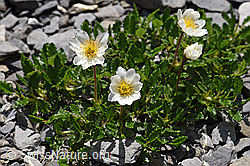 Silberwurz (Dryas octopetala) (F166801) Silberwurz (Dryas octopetala) (F166801)
