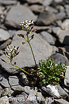 Alpen-Gämskresse (Pritzelago alpina) (F166804)