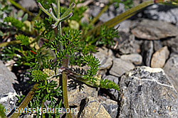 Augenwurz (Athamanta cretensis) (05.2020, F166811)