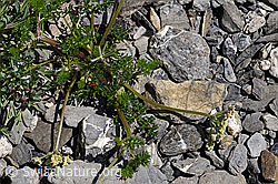 Augenwurz (Athamanta cretensis) (05.2020, F166812)