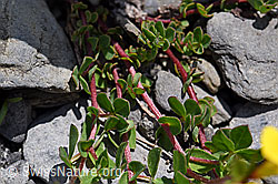 Alpen-Hornklee (Lotus alpinus) (F166833) Alpen-Hornklee (Lotus alpinus) (F166833)