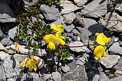 Alpen-Hornklee (Lotus alpinus) (F166834) Alpen-Hornklee (Lotus alpinus) (F166834)