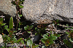 Schnake der Gattung Tipula (05.2020, F166836)