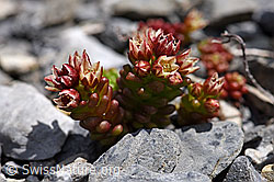Dunkler Mauerpfeffer (Sedum atratum) (05.2020, F166837)