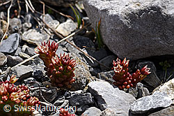 Dunkler Mauerpfeffer (Sedum atratum) (F166839) Dunkler Mauerpfeffer (Sedum atratum) (F166839)