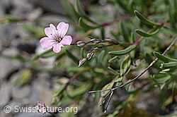 Kriechendes Gipskraut (Gypsophila repens) (05.2020, F166840)