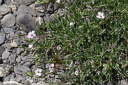Kriechendes Gipskraut (Gypsophila repens) (05.2020, F166841)
