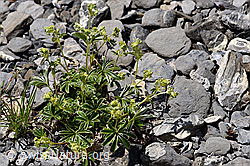 Glänzender Silbermantel (Alchemilla nitida) (F166844) Glänzender Silbermantel (Alchemilla nitida) (F166844)