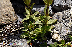 Frühlings-Enzian (Gentiana verna) (F166851) Frühlings-Enzian (Gentiana verna) (F166851)