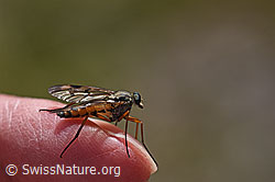 Gemeine Schnepfenfliege (Rhagio scolopaceus) (05.2020, F166854)