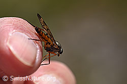 Photo: Rhagio scolopaceus