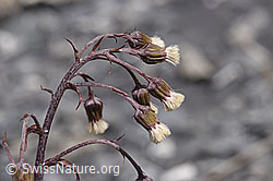 Alpen-Pestwurz (Petasites paradoxus) (05.2020, F166944)