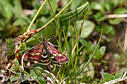 Pyrausta ostrinalis (Rüsselzünsler) (05.2020, F166948)