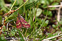 Foto: Pyrausta ostrinalis (Rüsselzünsler)