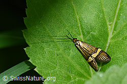 Nemophora degeerella (F167272)