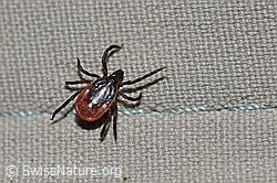 Zecke oder Gemeiner Holzbock (Ixodes ricinus) (F167293) Zecke oder Gemeiner Holzbock (Ixodes ricinus) (F167293)