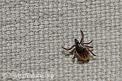 Zecke oder Gemeiner Holzbock (Ixodes ricinus) (F167295) Zecke oder Gemeiner Holzbock (Ixodes ricinus) (F167295)