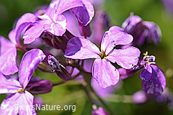 Gemeine Nachtviole (Hesperis matronalis) (F167341) Gemeine Nachtviole (Hesperis matronalis) (F167341)