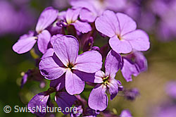 Gemeine Nachtviole (Hesperis matronalis) (F167342) Gemeine Nachtviole (Hesperis matronalis) (F167342)