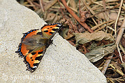 Aglais urticae (F168011)