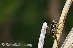 Gemeine Wespe (Vespula vulgaris) (11.06.2020, F168096)