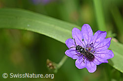 Grobpunktierte Maskenbiene (Hylaeus punctatus) auf Gefurchte Brombeere (Rubus sulcatus)
