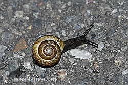 Photo: Gefleckte Schnirkelschnecke (Arianta arbustorum)