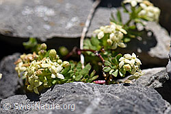 Schweizer Labkraut (Galium megalospermum) (F168260) Schweizer Labkraut (Galium megalospermum) (F168260)