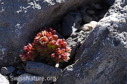 Dunkler Mauerpfeffer (Sedum atratum) (F168265)