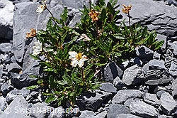 Silberwurz (Dryas octopetala) (F168917) Silberwurz (Dryas octopetala) (F168917)