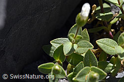 Photo: Cerastium latifolium