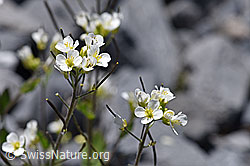 Alpen-Gänsekresse (Arabis alpina) (F168929) Alpen-Gänsekresse (Arabis alpina) (F168929)