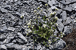 Alpen-Gänsekresse (Arabis alpina) (F168932) Alpen-Gänsekresse (Arabis alpina) (F168932)