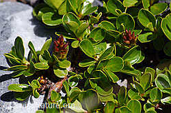 Stumpfblättrige Weide (Salix retusa) (F168948) Stumpfblättrige Weide (Salix retusa) (F168948)