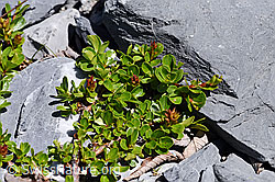 Stumpfblättrige Weide (Salix retusa) (F168952) Stumpfblättrige Weide (Salix retusa) (F168952)