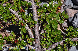 Stumpfblättrige Weide (Salix retusa) (F168954) Stumpfblättrige Weide (Salix retusa) (F168954)