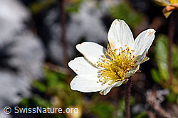 Silberwurz (Dryas octopetala) (F168960) Silberwurz (Dryas octopetala) (F168960)
