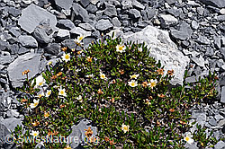 Silberwurz (Dryas octopetala) (F168962) Silberwurz (Dryas octopetala) (F168962)
