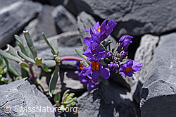Linaria alpina (F168997)
