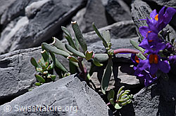Linaria alpina (F168998)