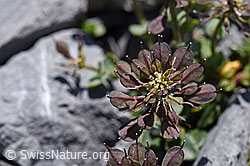 Thlaspi rotundifolium (F169025)