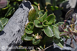 Thlaspi rotundifolium (F169026)
