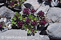 Vielhaariger Thymian (Thymus polytrichus) (F169032)