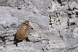 Behaarter Moorweichkäfer (Dascillus cervinus) (F169036) Behaarter Moorweichkäfer (Dascillus cervinus) (F169036)
