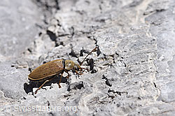 Behaarter Moorweichkäfer (Dascillus cervinus) (F169037) Behaarter Moorweichkäfer (Dascillus cervinus) (F169037)