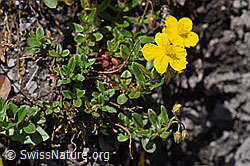 Foto: Grossblütiges Sonnenröschen (Helianthemum grandiflorum)