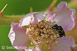Gefurchte Brombeere (Rubus sulcatus), Blüte